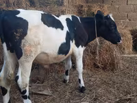 Toro, Russian Black pied cattle — foto 3