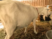 Kecskék (tétel, nem megadva), Pomellata goat — 7. fotó