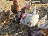 萨塞克斯 — 照片 2