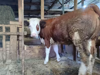Cow, Montbéliarde — photo 1