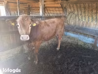 Bika, Limousin tehén — 1. fotó