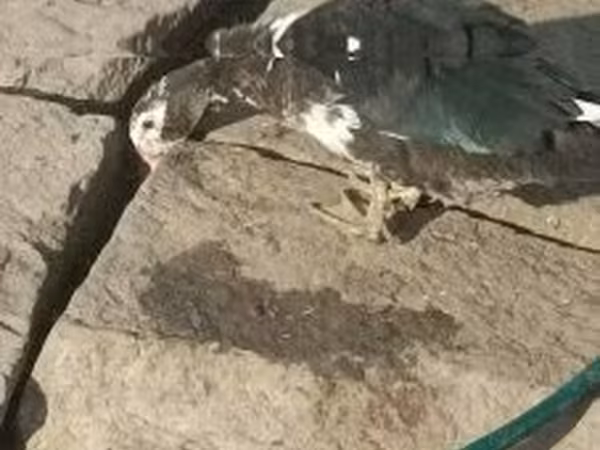 Ganso danés gris y gris moteado
