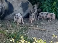 Süldőanya, Sertések — 3. fotó