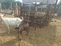 公山羊, Goats — 照片 4