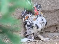 Chickens — foto 1