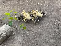Ducks — 1. fotó