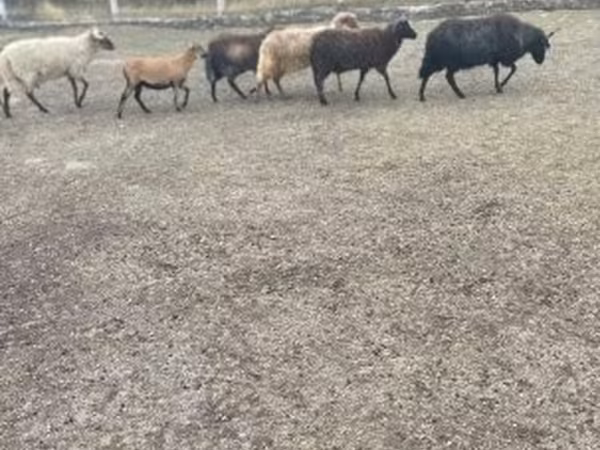 Баран, Рацка овца
