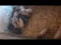 Pigs (batch, sex not specified), Pigs — photo 2
