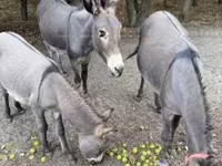 Jument, Chevaux — photo 3