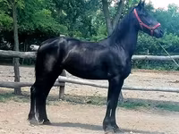 母马, Friesian — 照片 5