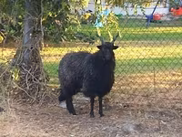 Sheep, Racka sheep — photo 3