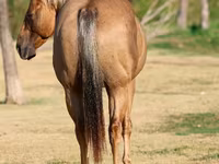 Caballo, Quarter Horse — foto 5