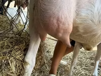Goat, Saanen goat — photo 8