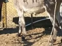Cheval, Chevaux — photo 3