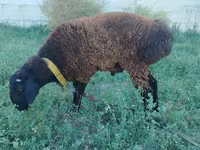 Carneiro, Qashqai sheep — foto 1