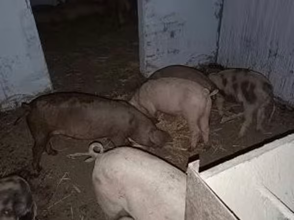 Kan, Sertések — Magyarország