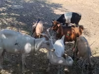 Billy Goat, Goats — photo 3