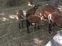 Kos, Cameroon sheep — 2. fotó