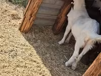 公山羊, Goats — 照片 3
