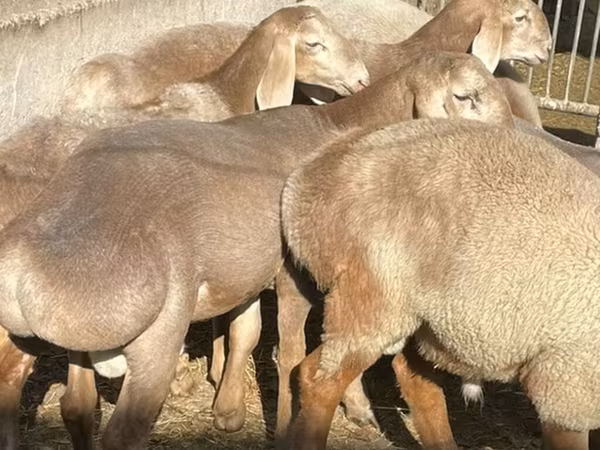 Beran, Arashan sheep
