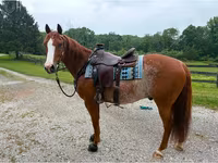 Hing, Quarter Horse — 2. fotó