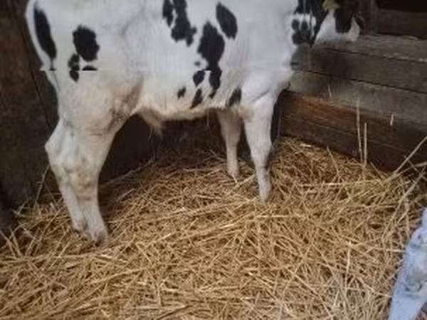 Byk, Russian Black pied cattle