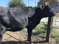 Kuh, Holstein-Rasse — Foto 3