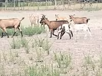 母山羊, Goats — 照片 1