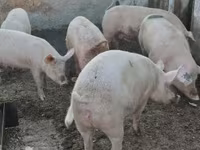 मादा सूअर, Крупная белая — फ़ोटो 1