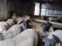 Widder, Ile-de-France sheep — Foto 6