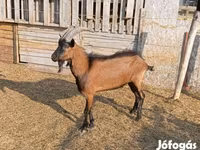Козёл, Альпийская коза — фото 2