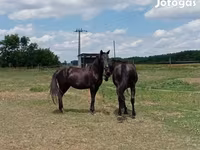 Caballo, American paint horse — foto 4