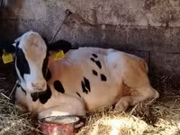 सांड, Simmental cattle — फ़ोटो 4