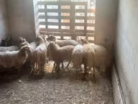 母羊, Racka sheep — 照片 4