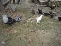 Ducks — 2-сурет