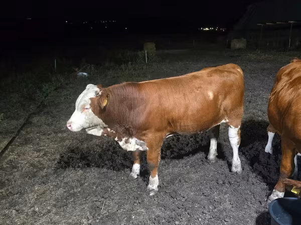 Býk, Swiss cattle