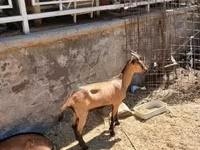 बकरा, Alpine goat — फ़ोटो 5