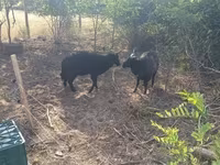 母羊, Racka sheep — 照片 1