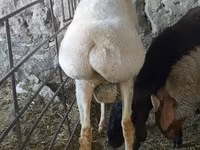 Bélier, Moutons — photo 3