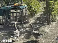 Geese — foto 6