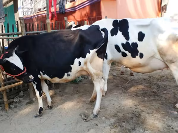 Tehén, Russian Black pied cattle