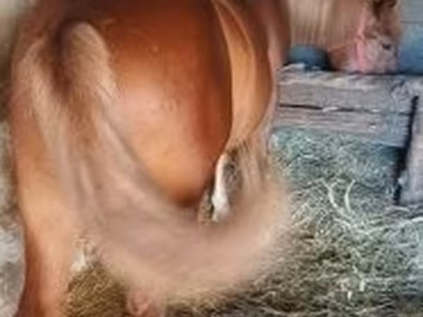 公马, Horses
