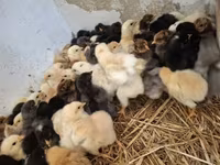 Chickens — zdjęcie 2