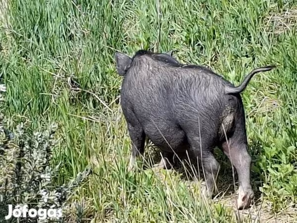 Boar, Вьетнамская вислобрюхая