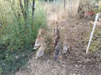 Indian Runner — photo 2