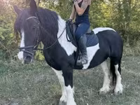 Kanca, Gypsy horse — 4. fotó