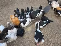 Ducks — الصورة 3
