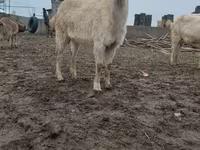 Goat, Saanen goat — photo 2
