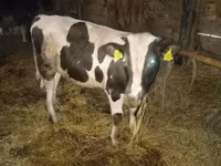 ثور, Simmental cattle — الصورة 3