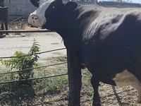 Vaca, Russian Black pied cattle — foto 8